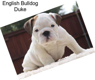 English Bulldog Duke