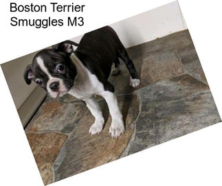 Boston Terrier Smuggles M3