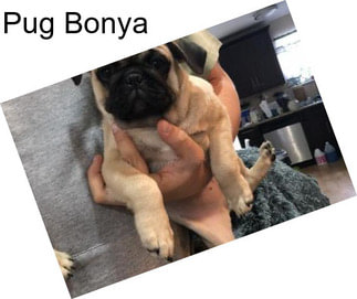 Pug Bonya
