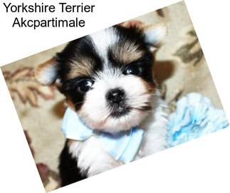 Yorkshire Terrier Akcpartimale