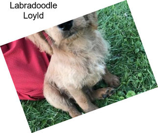 Labradoodle Loyld