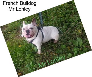 French Bulldog Mr Lonley