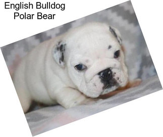 English Bulldog Polar Bear