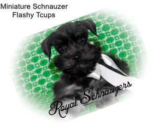 Miniature Schnauzer Flashy Tcups