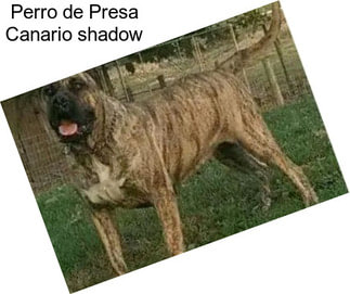 Perro de Presa Canario \