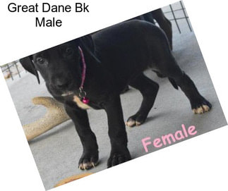 Great Dane Bk Male