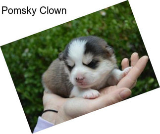 Pomsky Clown