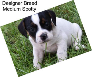 Designer Breed Medium Spotty