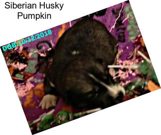 Siberian Husky Pumpkin