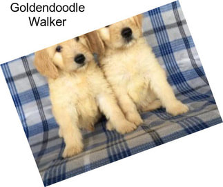 Goldendoodle Walker