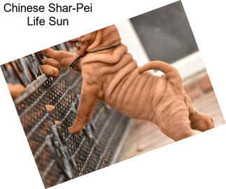 Chinese Shar-Pei Life Sun