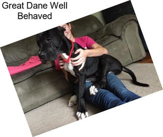 Great Dane Well Behaved