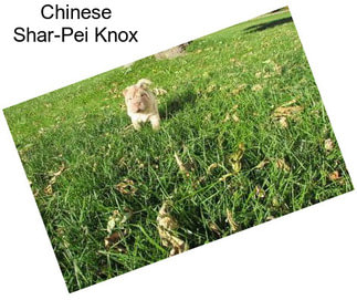 Chinese Shar-Pei Knox