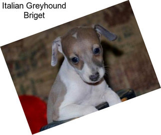 Italian Greyhound Briget