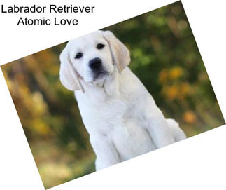 Labrador Retriever Atomic Love