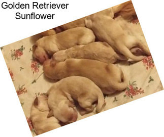 Golden Retriever Sunflower