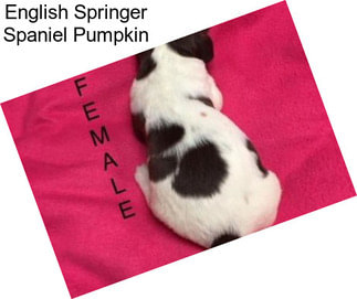 English Springer Spaniel Pumpkin