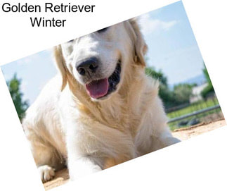 Golden Retriever Winter