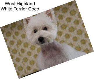 West Highland White Terrier Coco