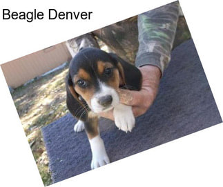 Beagle Denver