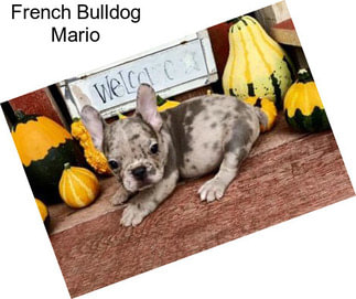 French Bulldog Mario