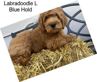 Labradoodle L Blue Hold