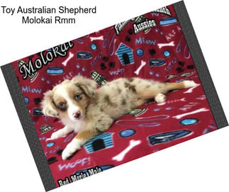 Toy Australian Shepherd Molokai Rmm