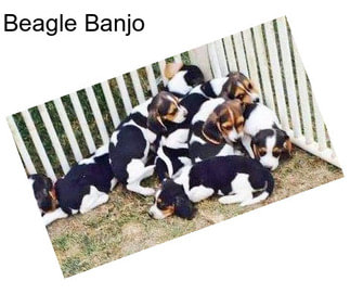 Beagle Banjo