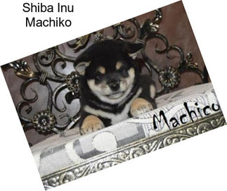 Shiba Inu Machiko