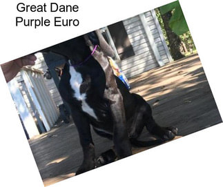 Great Dane Purple Euro