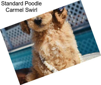 Standard Poodle Carmel Swirl