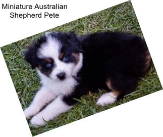 Miniature Australian Shepherd Pete