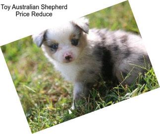 Toy Australian Shepherd Price Reduce