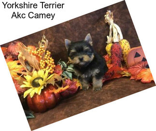 Yorkshire Terrier Akc Camey