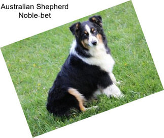 Australian Shepherd Noble-bet