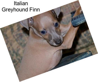 Italian Greyhound Finn