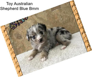 Toy Australian Shepherd Blue Bmm