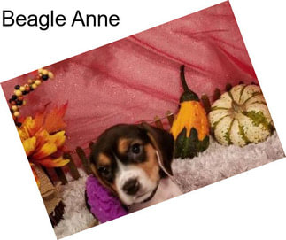Beagle Anne