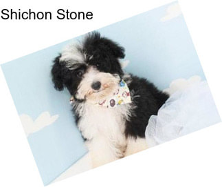 Shichon Stone