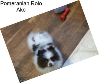 Pomeranian Rolo Akc