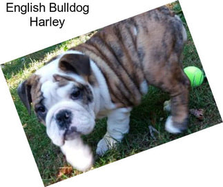 English Bulldog Harley