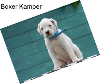 Boxer Kamper
