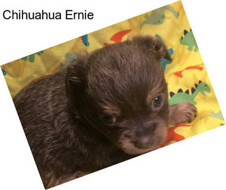 Chihuahua Ernie