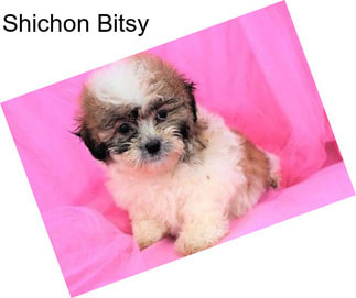 Shichon Bitsy