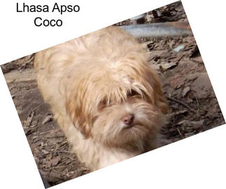 Lhasa Apso Coco