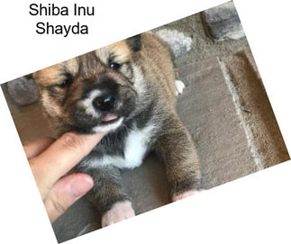 Shiba Inu Shayda