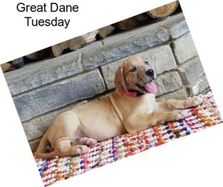 Great Dane Tuesday