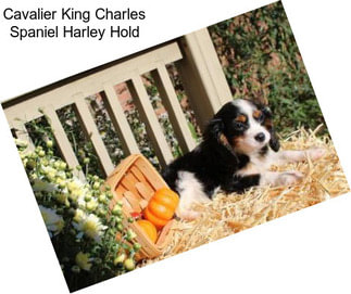 Cavalier King Charles Spaniel Harley Hold