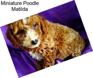 Miniature Poodle Matilda