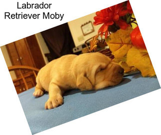 Labrador Retriever Moby